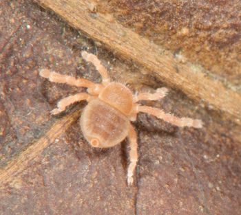 Media type: image;   Invertebrate Zoology 136532